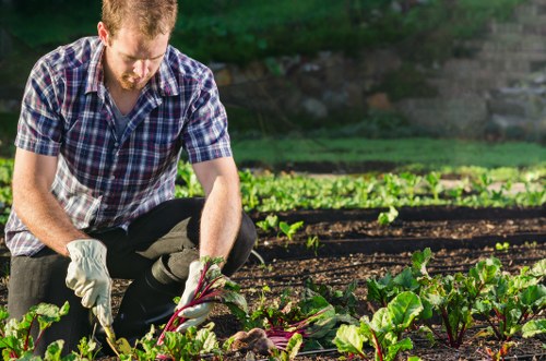 Gardener assessing a lawn area